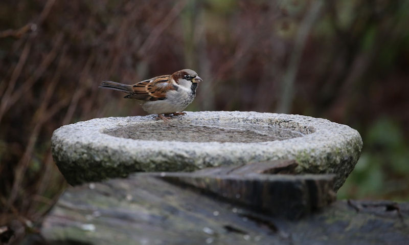 Stone Bird Bath Bowls only