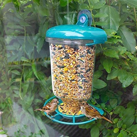 Wild birds feeding on window seed feeder