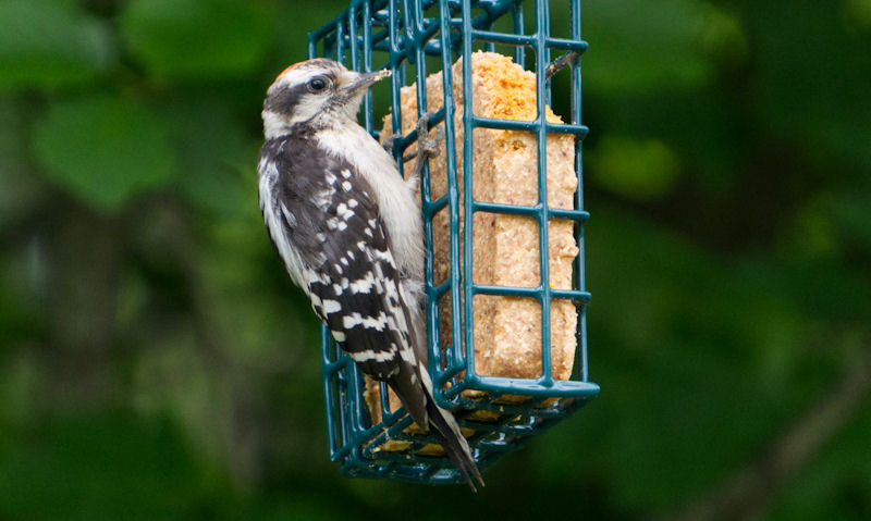 Wild bird is seen eating off hanging suet block feeder