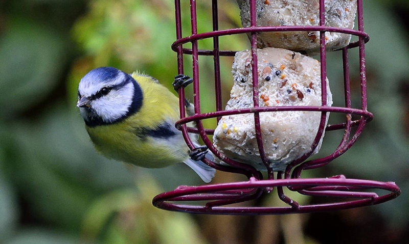 Blue Tit perched on suet fat ball bird feeder