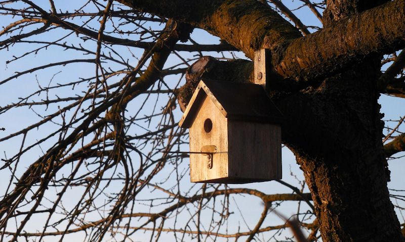 Sunset hitting bird box on tree