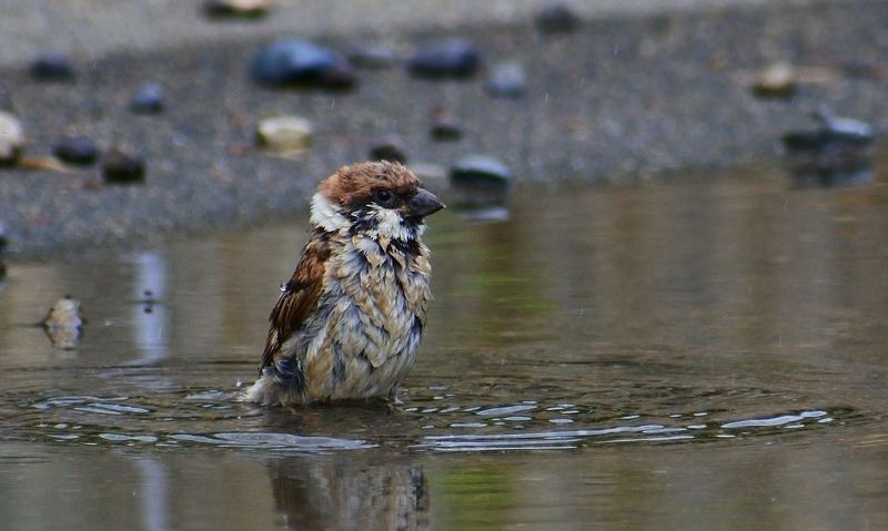 Sparrow in water puddle