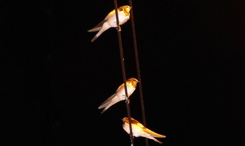 Swallows asleep on telephone lines