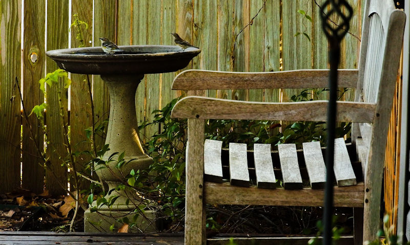 Bird bath on stand set against a real English country garden