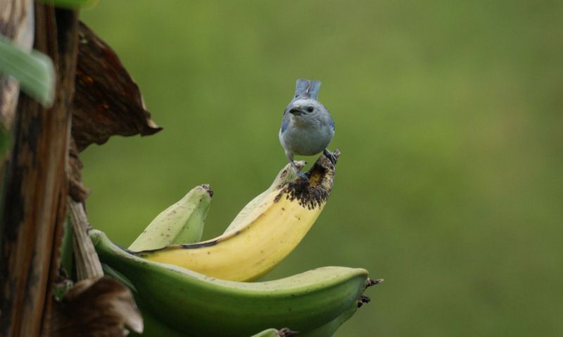 Tropical bird seen eating banana off tree in Columbia