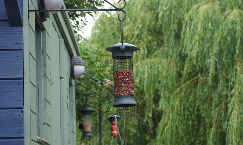 Blue Tit perched on hanging nut feeder