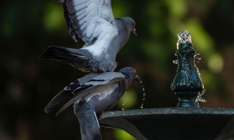 Pigeons drinking from fountain bird bath