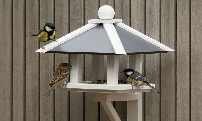 Tits and Sparrow feeding off fence mounted bird table