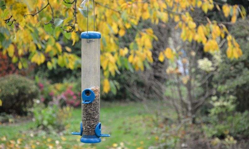 Feeder hanging off tree branch