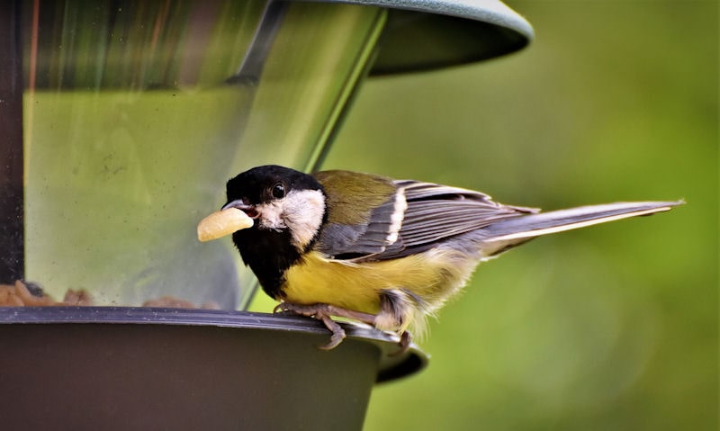 Great Tit perched on rim of hanging panorama seed feeder