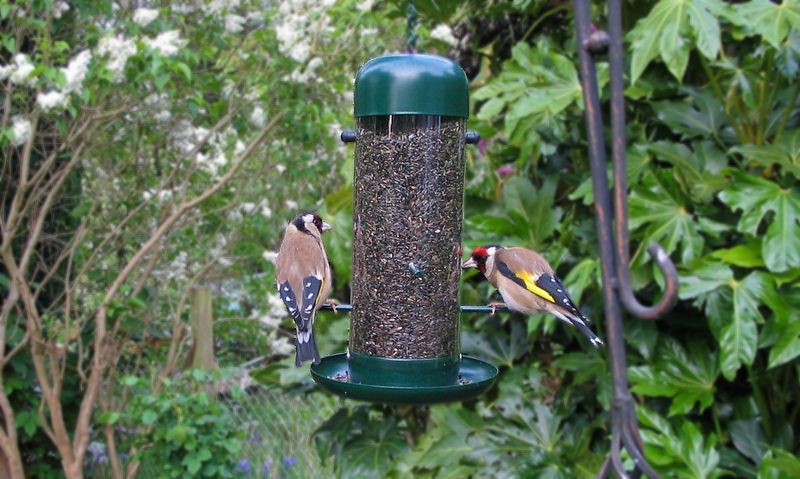 Birds eating out of nyjer feeder
