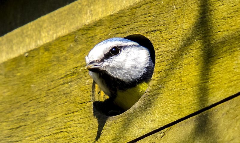 Blue Tit with head throw entrance hole