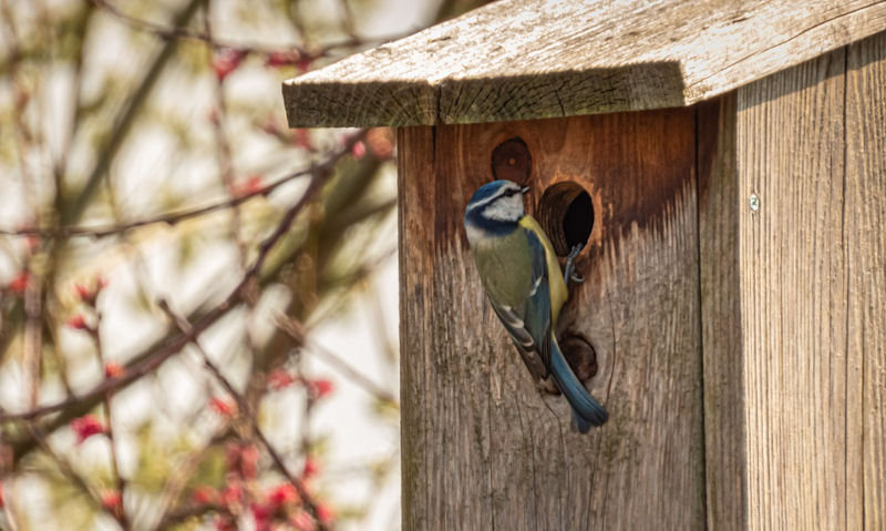 Blue Tit perched on rim of weathered bird box entrance hole
