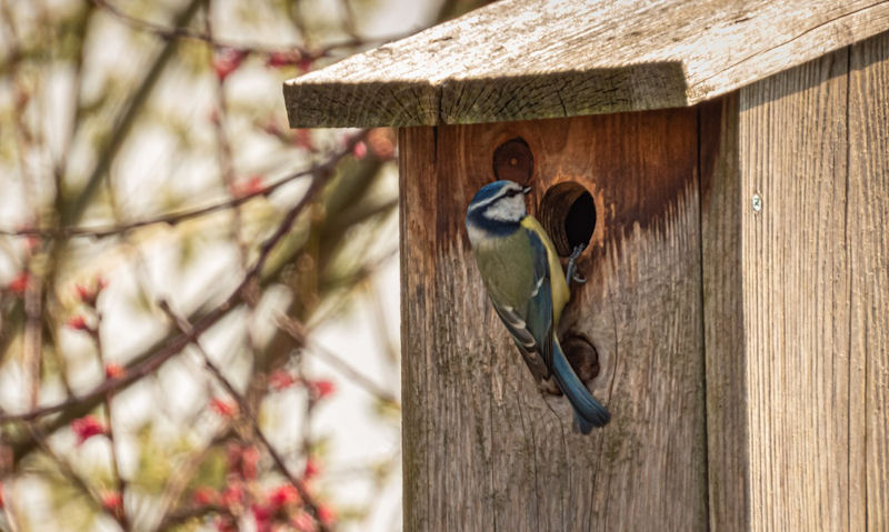 What colour should a bird box be