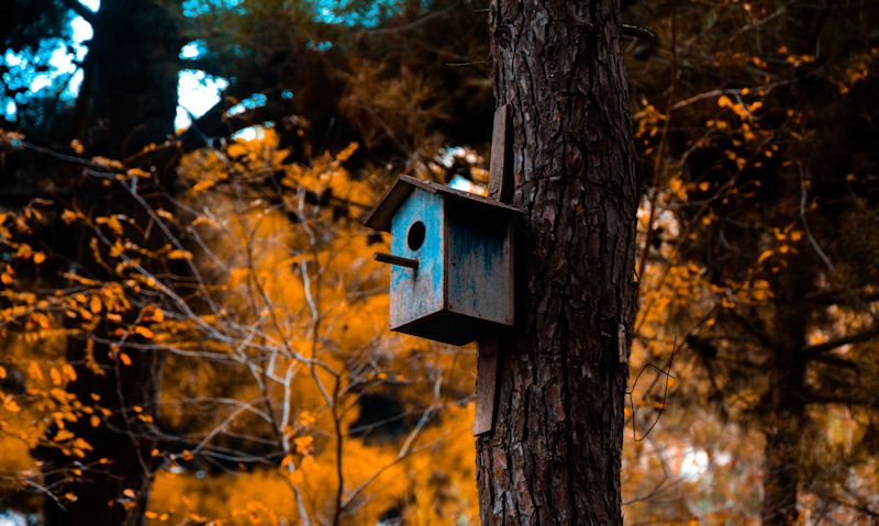 Bright blue bird box fixed to tree in natural environment