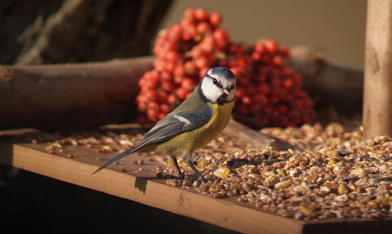 Blue Tit standing amongst seed mix on wooden platform