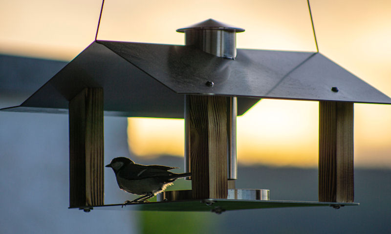 Great Tit perched on modern metal, wooden hanging bird table