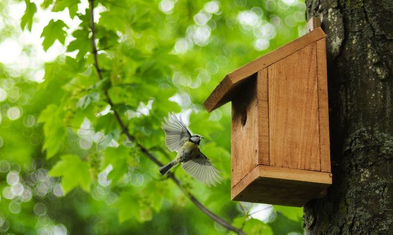 Wooden bird box fixed to tree trunk, Blue Tit approaching
