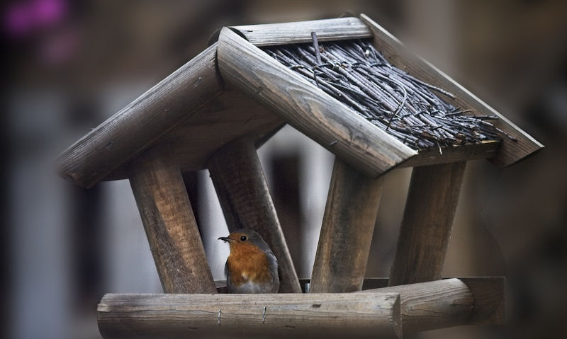 Robin perched on rim of thatched roof bird table, facing out