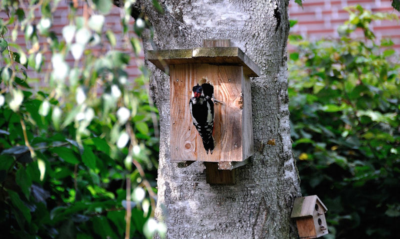 Great Spotted Woodpecker perched on bird box entrance hole mounted on tree trunk