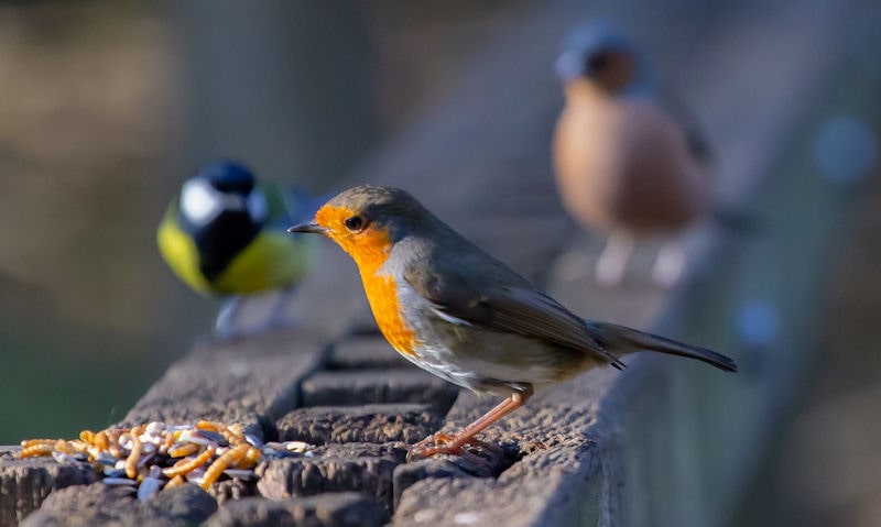 Robin, Great Tit and Chaffinch perched on wall with seed and mealworm mix