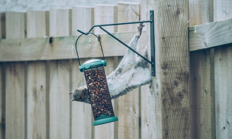 What will deter squirrels from bird feeders