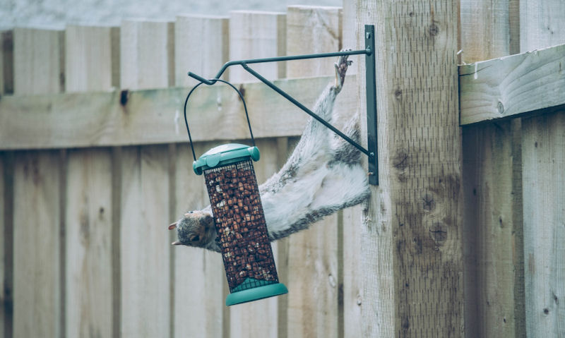 Squirrel reaching out to bird feeder hanging off fence post bracket