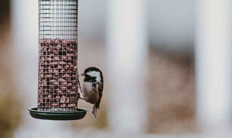 March Tit perched on nut feeder