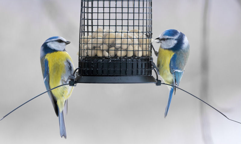 Blue Tits perched on opposite sides of hanging peanut feeder