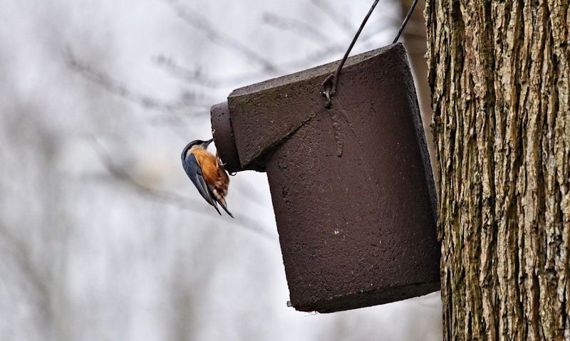 When to put up bird boxes