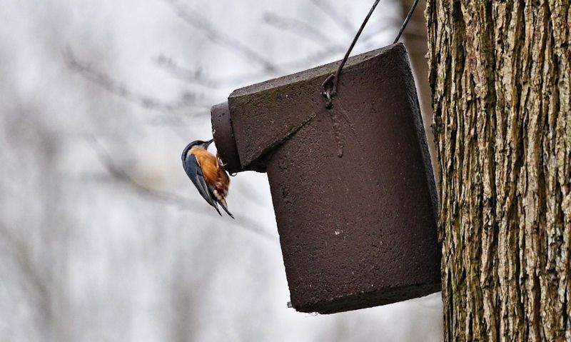 Bird inspects entrance hole of woodcrate bird box hanging off tree trunk