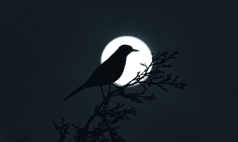 Silhouette of bird with moon in background, bird in forground