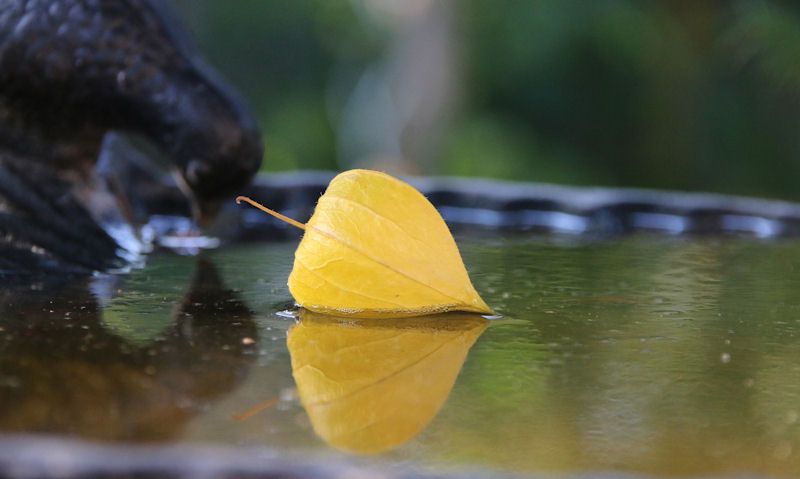 Autumn leave floating in bird bath water