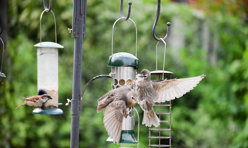 Birds scrabble on bird feeder hanging off feeding station