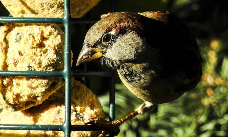 House Sparrow feeding off hanging suet feeder