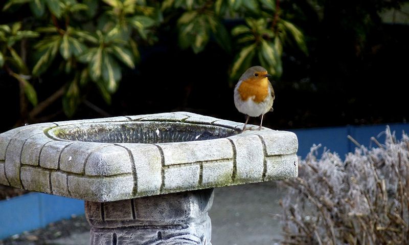 Robin perched on weathered stone bird bath