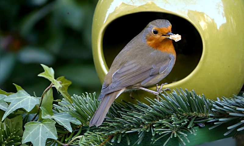 Robin perch on ceramic bird box