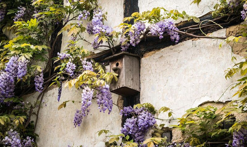 Where to site a bird box