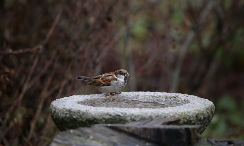 Sparrow perched on stone bird bath