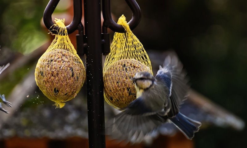 Blue Tit flying away from netted fat balls hanging up on bracket