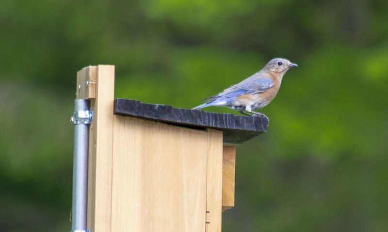 Metal pole used to freely stand up wooden bird box