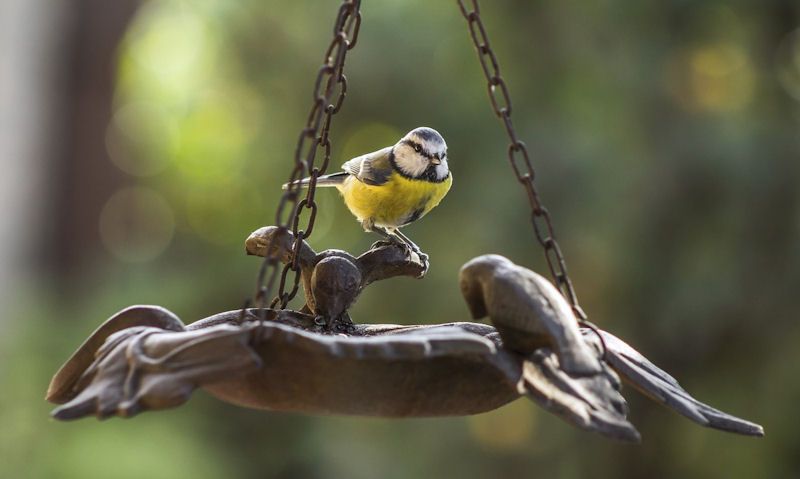 Blue Tit perched on hanging bird bath