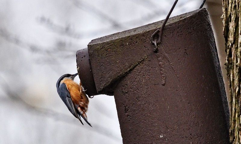 Robin investigating woodcrete bird box entrance hole