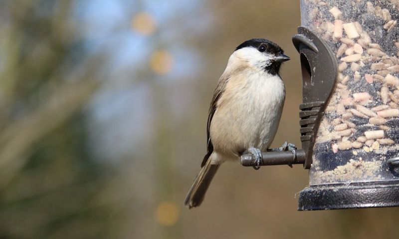 Long Tailed Tit perched on plastic tube seed feeder