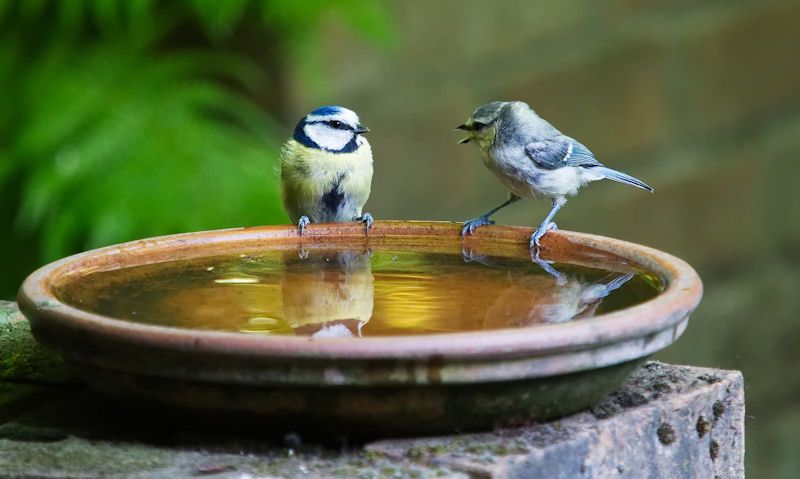 Blue Tit and young perched on water bowl