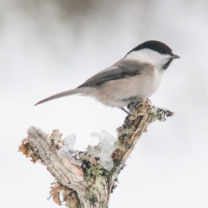 Willow Tit perched on icey branch