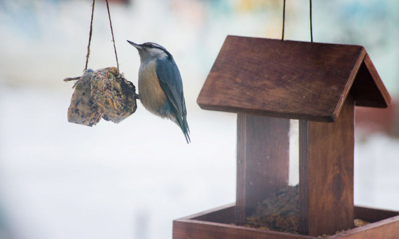 Hanging wooden seed feeder hanging in background of feeding bird