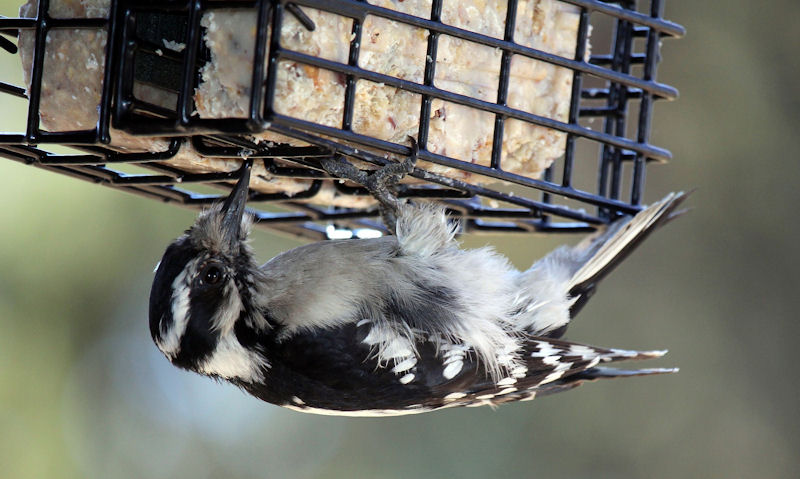 Woodpecker feeds on suet cake as it hangs underneath feeder