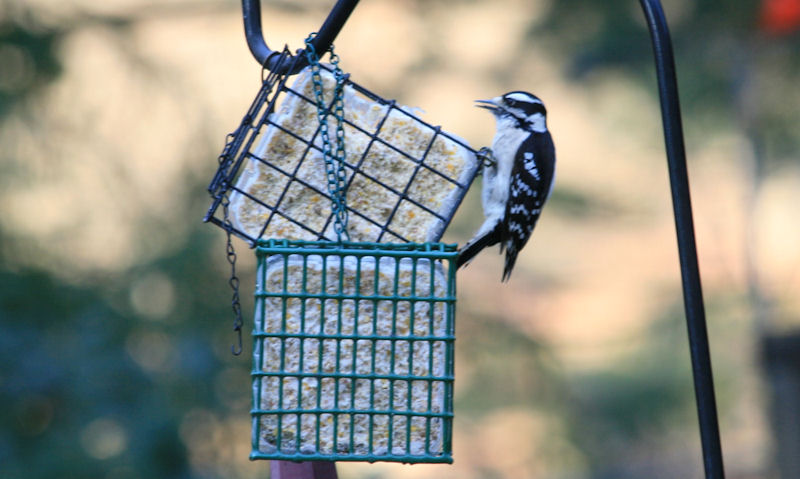 Woodpecker perched on hanging suet block feeder