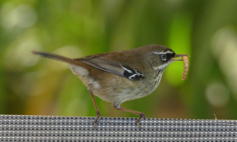 Wren holding mealworm